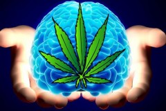 Dùng cần sa gây hại cho não