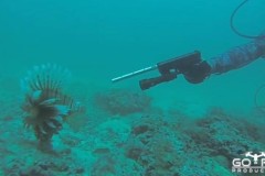 Hết hồn với với màn “hành quyết” cá bằng… súng lục