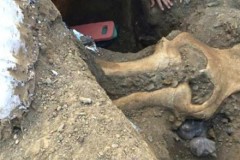 Hộp sọ voi ma mút 13.000 năm tuổi ở Mỹ