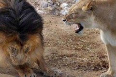 Khi sư tử cha đang phạt con vì tội cắn đuôi mình, sư tử mẹ đột nhiên xuất hiện…