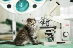 Kì lạ chuyện mèo đồng tác giả công trình nghiên cứu vật lý