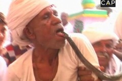 Lão nông cho rắn hổ mang cắn lưỡi chỉ để cho phê