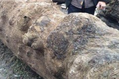Người đàn ông chi 1,75 triệu để mua khúc gỗ sần sùi, sau khi chuyên gia thẩm định mới biết giá trị siêu cao