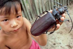 Những “kẻ khổng lồ” trong thế giới côn trùng