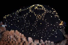 Ốc biển "ngụy trang" lớp vỏ thành hình ảnh như thiên hà Milky Way