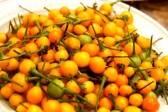 Ớt đắt nhất thế giới giá 26.000USD một kg