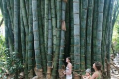 Phải chăng đây chính là cây tre Thánh Gióng trong truyền thuyết?