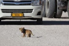 Phản ứng dễ thương sư tử con gào thét ra oai khi thấy đoàn xe ô tô khiến mẹ… chán ngán