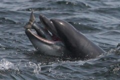 Phát hiện cuộc trò chuyện "giống như con người" giữa 2 chú cá heo