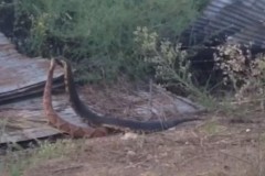 Rắn hổ mang cá quần nhau với rắn hổ ma