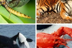 So sánh tuổi thọ người với 29 loài động vật, không ngờ tuổi thọ chúng ta lại ngắn ngủi như vậy