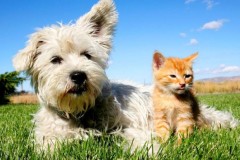 Tại sao chó ghét mèo?