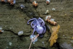 Thành lập vườn bảo tồn đại dương đầu tiên ở Đại Tây Dương