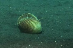 Thợ lặn nhìn thấy một con sò, nhưng khi đến gần mới phát hiện ra sự thật thú vị