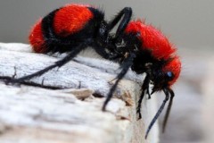 Trải nghiệm nỗi đau tê buốt khi cố tình để loài "kiến" cow killer đốt