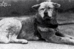 Vì sao mà có nhiều chú chó chờ đợi hàng năm trời bên mộ của chủ nhân?