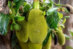 Việt Nam sở hữu loại quả được mệnh danh là "cứu tinh của thế giới"