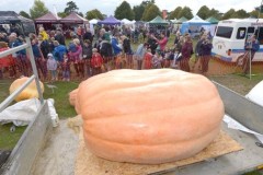 Bí ngô khổng lồ nặng hơn 1 tấn phá kỉ lục nước Anh