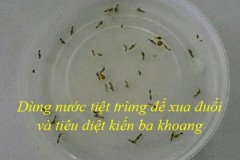 Cách xử lý vết thương do kiến ba khoang gây ra đơn giản mà không cần đến viện