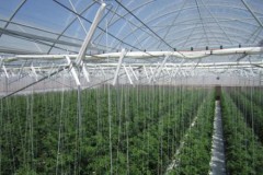 Nhà kính trồng cà chua sử dụng năng lượng Mặt Trời và nước biển