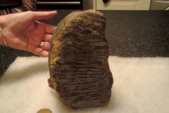 Hóa thạch răng voi ma mút ba triệu năm tuổi trên bờ biển Anh