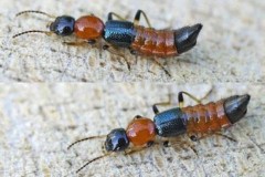 Kinh nghiệm phòng tránh và điều trị kiến ba khoang đốt người