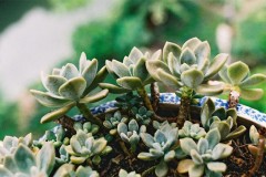 Kỹ thuật trồng hoa sen đá trong chậu