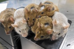 Tạo trứng từ tế bào da trong phòng thí nghiệm - vô sinh sẽ hoàn toàn bị xóa bỏ trong tương lai