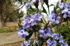 10 hình ảnh đẹp nhất được chụp bằng camera của Smartphone