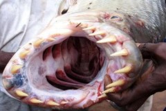 18 bức ảnh cá đáng sợ khiến bạn sau đó cũng không dám câu cá