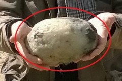 2 vợ chồng đi dạo nhặt được hòn đá lớn bên bờ biển, không ngờ có giá 142,5 tỷ đồng