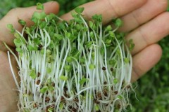 6 món ngon nhưng dễ gây ngộ độc