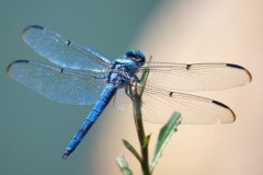 Bộ mặt thật tàn độc của gã công tử chuồn chuồn xanh