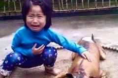 Bức ảnh bé gái òa khóc bên chú chó bị thui vàng lay động hàng triệu cư dân mạng