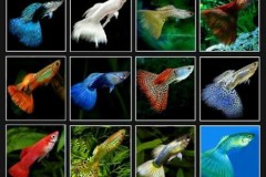 Cá bảy màu có thể phá hủy môi trường sinh thái tự nhiên