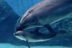 Cá heo mẹ giết con mới sinh vì không muốn nó bị giam cầm