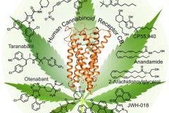 Các nhà khoa học tìm ra cơ chế gây hưng phấn của cần sa