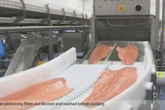 Cận cảnh quy trình chế biến cá hồi hàng loạt nhanh thần tốc