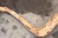 Cha mắng con vì nhặt về khúc gỗ xấu, vị khách lạ tới và phát hiện ra gỗ quý