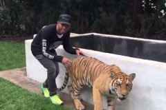 Chàng trai bí mật đi sau con hổ, không ngờ anh làm một động tác khiến hổ mất hết uy phong