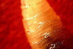 Dòi ăn thịt biến hàng chục con hươu thành xác sống