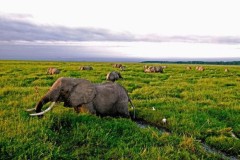 Động vật đã giảm hơn 1 nửa từ năm 1970, đợt đại tuyệt chủng mới sắp tới?