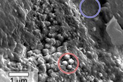 Dùng "kính hiển vi điện tử quét" để tìm kiếm vật mẫu sinh học trên sao Hỏa