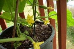 Hướng dẫn cách trồng dưa leo trong chậu an toàn, sai quả