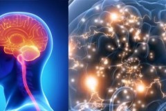 Khoa học thừa nhận: Bộ não con người là một tiểu vũ trụ