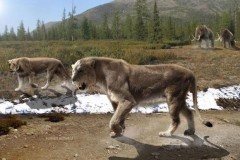 Loài sư tử lớn nhất thế giới bị người cổ đại tận diệt