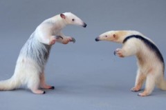 Loài thú có móng vuốt khỏe đập vỡ băng đá và bốc mùi gấp 4 lần chồn hôi