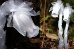 Người đàn ông leo núi bất ngờ phát hiện loài hoa như trong truyền thuyết