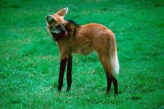 Những hình ảnh khó tin nhưng có thật trong thế giới động vật