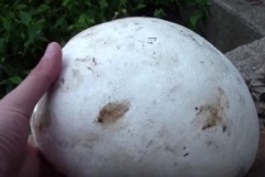 Phát hiện quả trứng khổng lồ, nhưng bên trong không có con vật nào cả